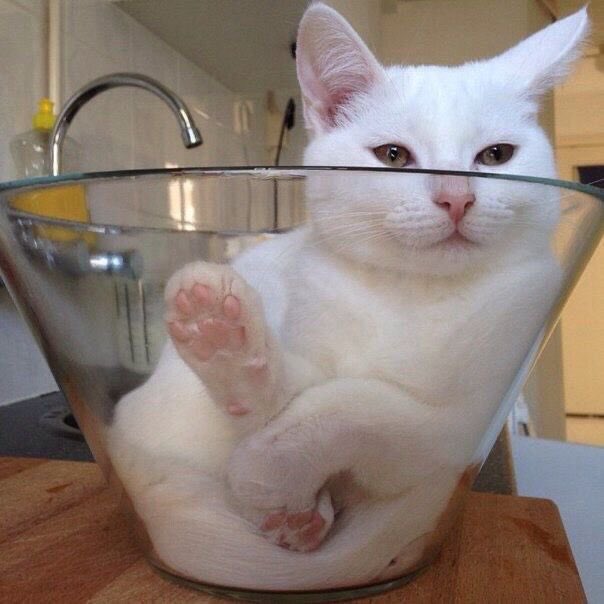 ShouldHaveCat's tweet photo. https://t.co/QYHmIKAK0H