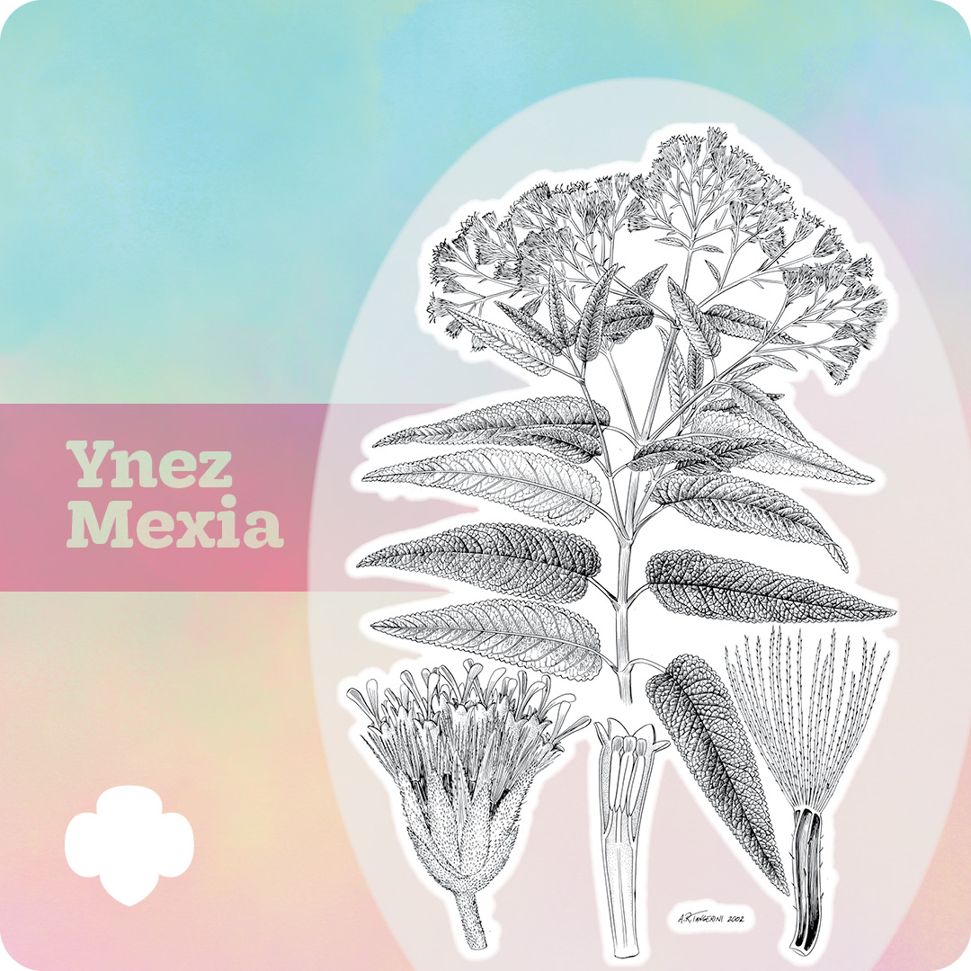 girlscouts's tweet photo. Ynez Mexia was a biodiversity scientist who collected more than 145,000 specimens and discovered more than 500 plants in the course of 13 years. Learn more: 🍃🌿 👉https://t.co/IXozqHCxv3 #WomensHistoryMonth https://t.co/Ems2Vn1GnZ