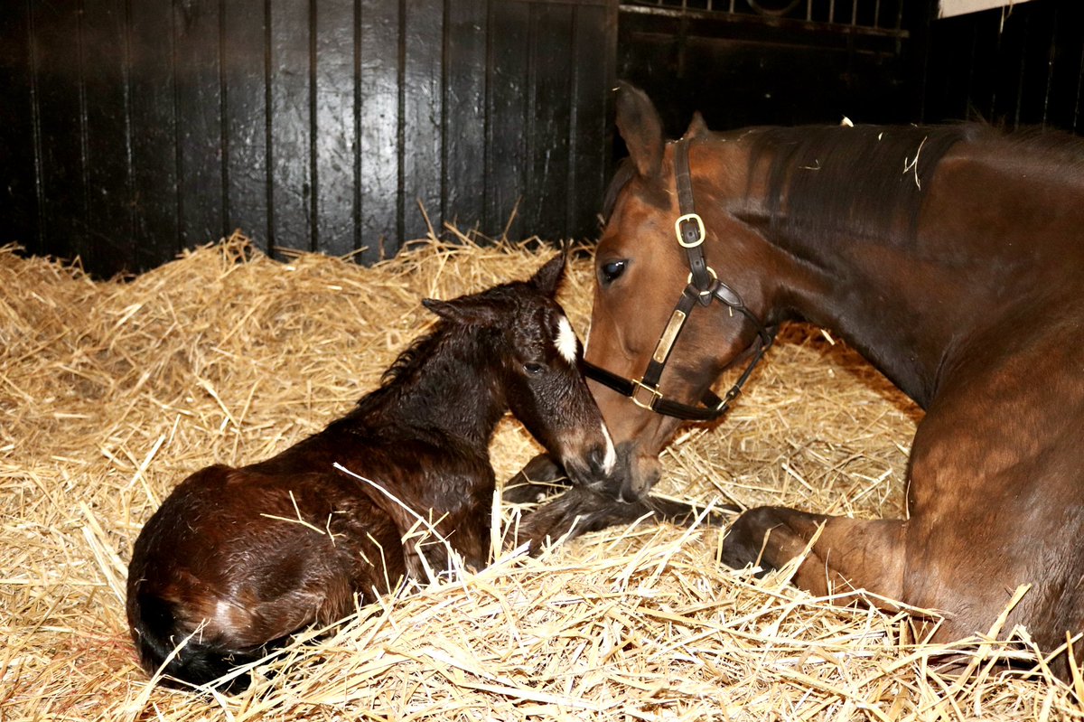 wickhamwicks's tweet photo. Lovely to welcome this handsome son of Time Test into the world early this morning and get him out for his first steps in the world at 8 hrs old #StrongColt #AllQuality #LoveThisTimeOfYear #PositiveVibesOnly https://t.co/tJnvPYlVve