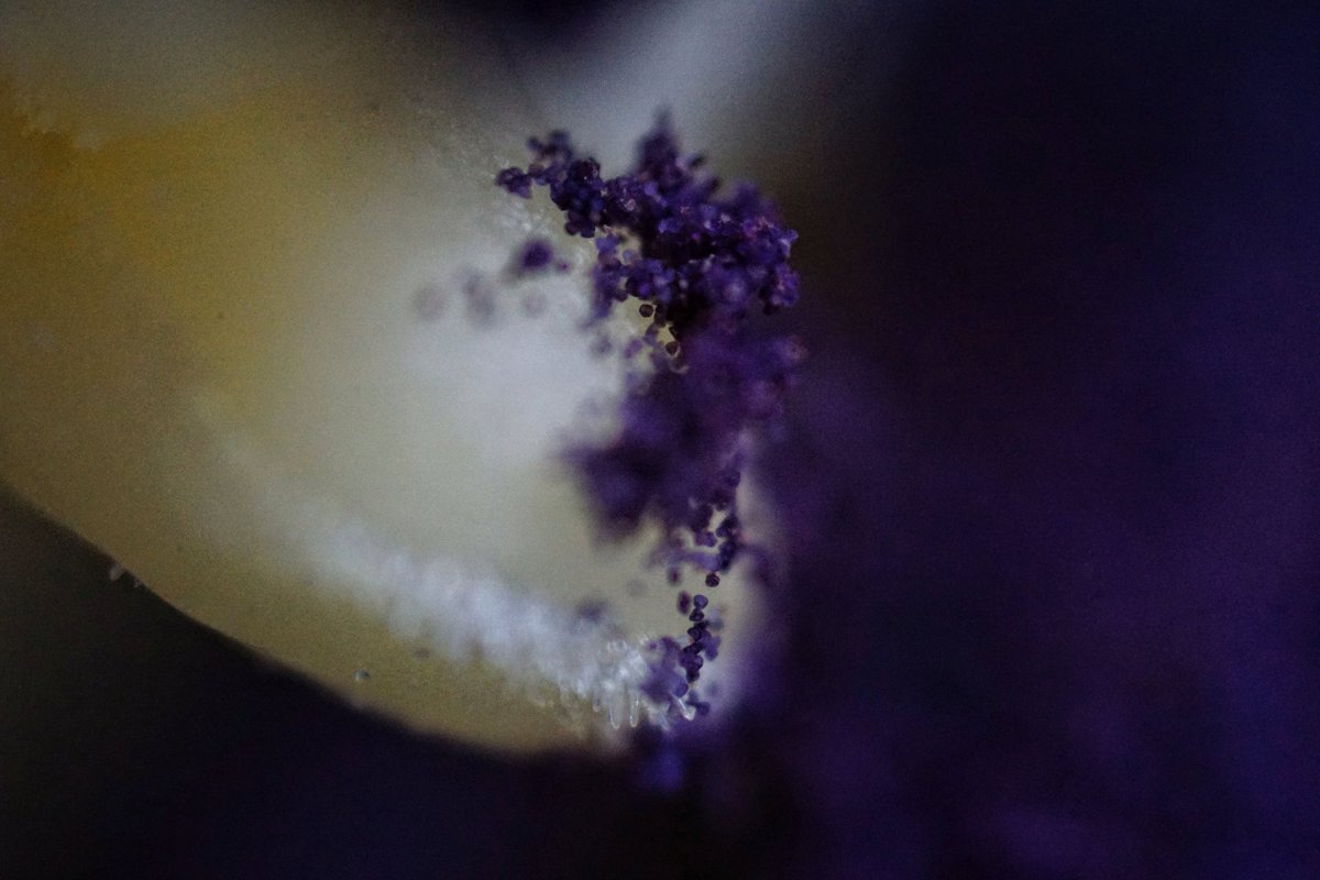 lupus_sch's tweet photo. Tulpe/Tulip macro
#macro #sony #alpha77ii https://t.co/IEi9alZmrq
