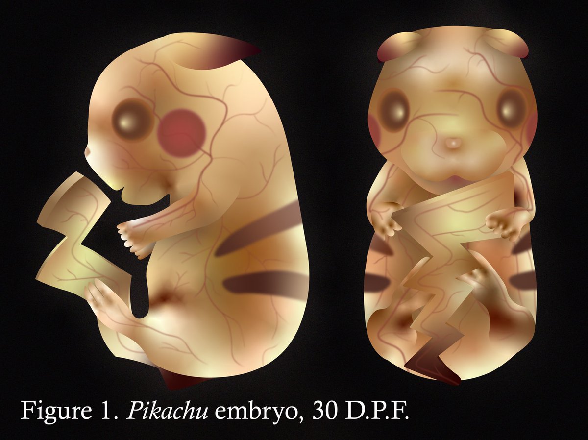 Though my F31 is still pending, I’m happy to say I received a grant via the Oak Foundation to establish Pikachu as a model organism! Its tail is reminiscent of Vangl2 Looptail mutants - the Devenport lab is ready to expand studies of PCP into the world of Pokémbryology 🧬