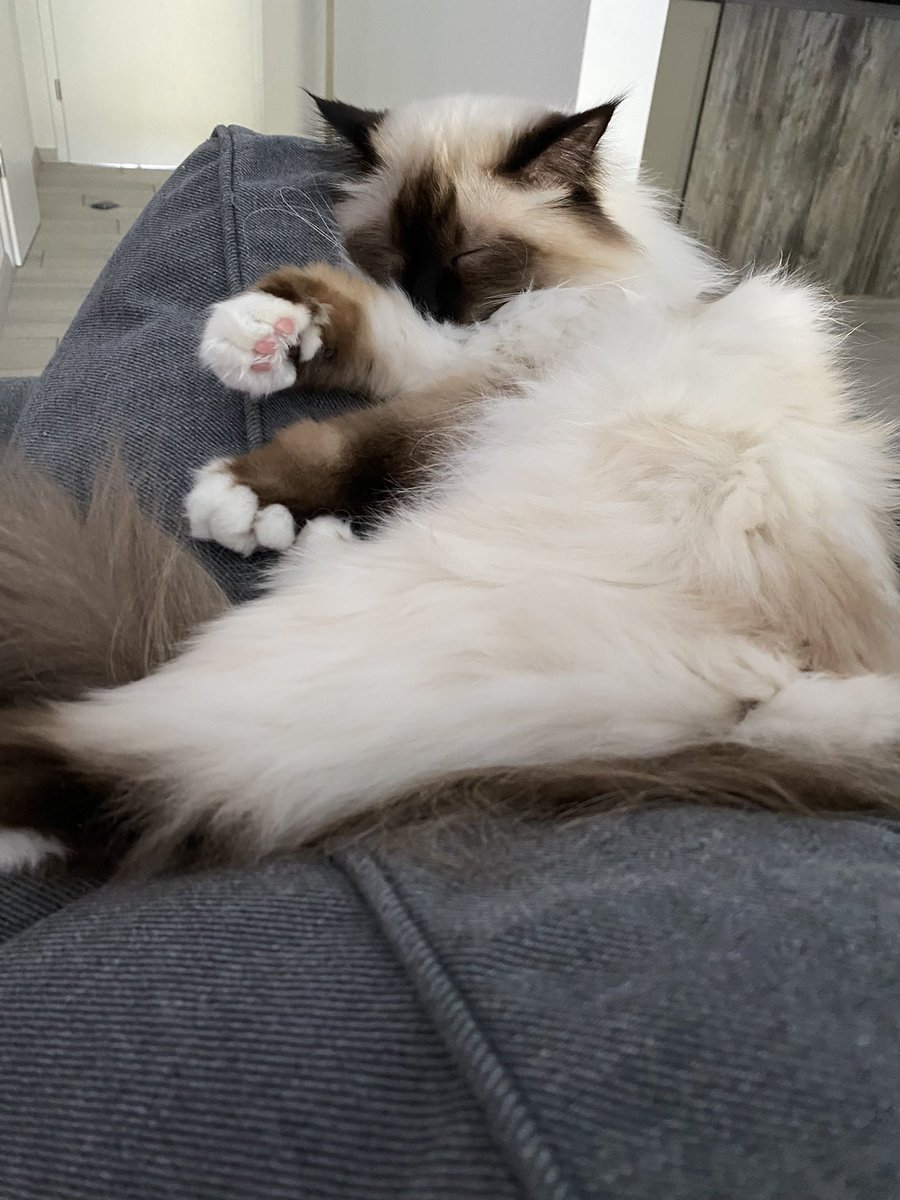 Spesia84's tweet photo. So ein entspanntes Wochenende wünsche ich euch! ❤️ #wochenende #samstag #sonntag #faul #wochenendfeeling https://t.co/pzl3vLL2gq