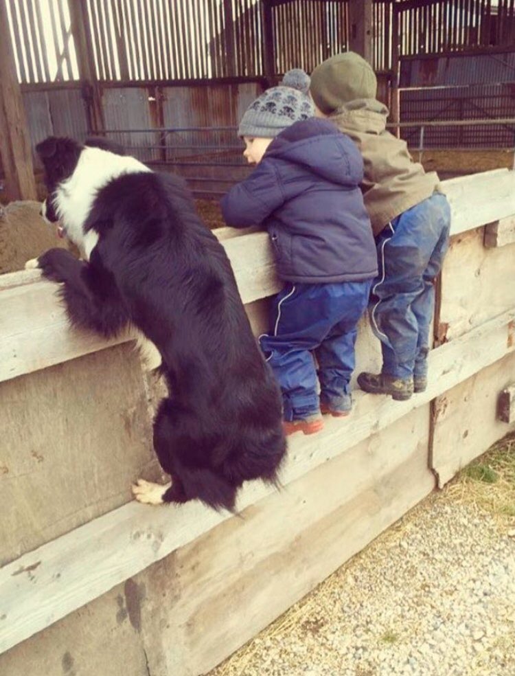 Brownsvilleted's tweet photo. 5 years have passed but the lambing shed still needs checking https://t.co/NrgQdvL02v