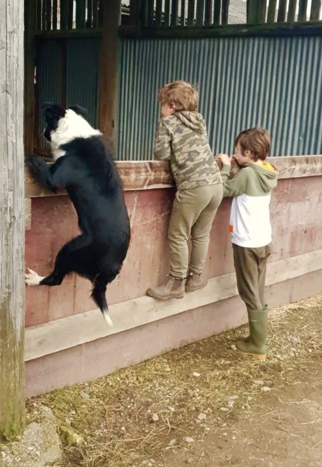 5 years have passed but the lambing shed still needs checking