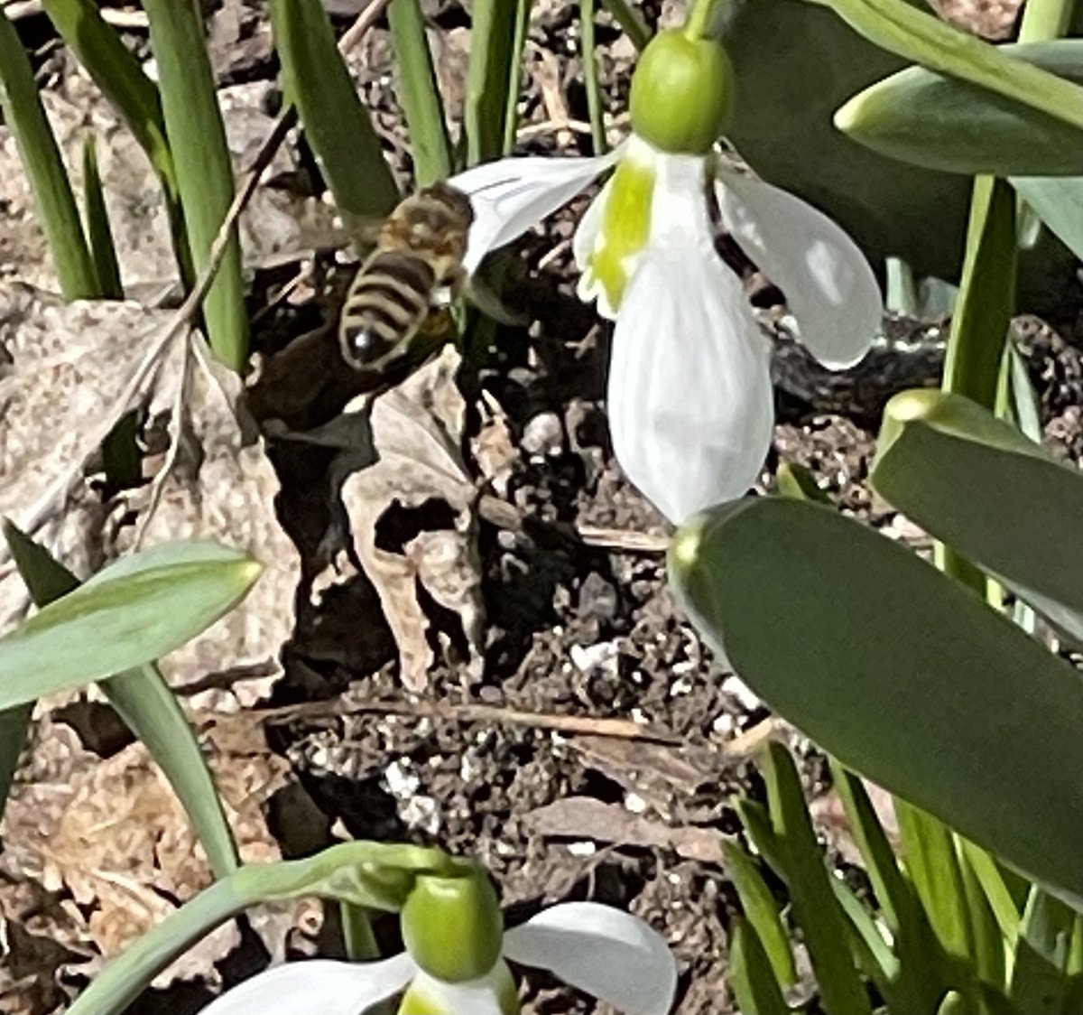seanjamesdesign's tweet photo. Sitting on the front step in the beautiful suncreating tests for my students this week. Lovely to see the honey bees buzzing around the snowdrops! it’s nice that something as important as #PollinatorSupport can be beautiful! https://t.co/QLQCnHbOkD