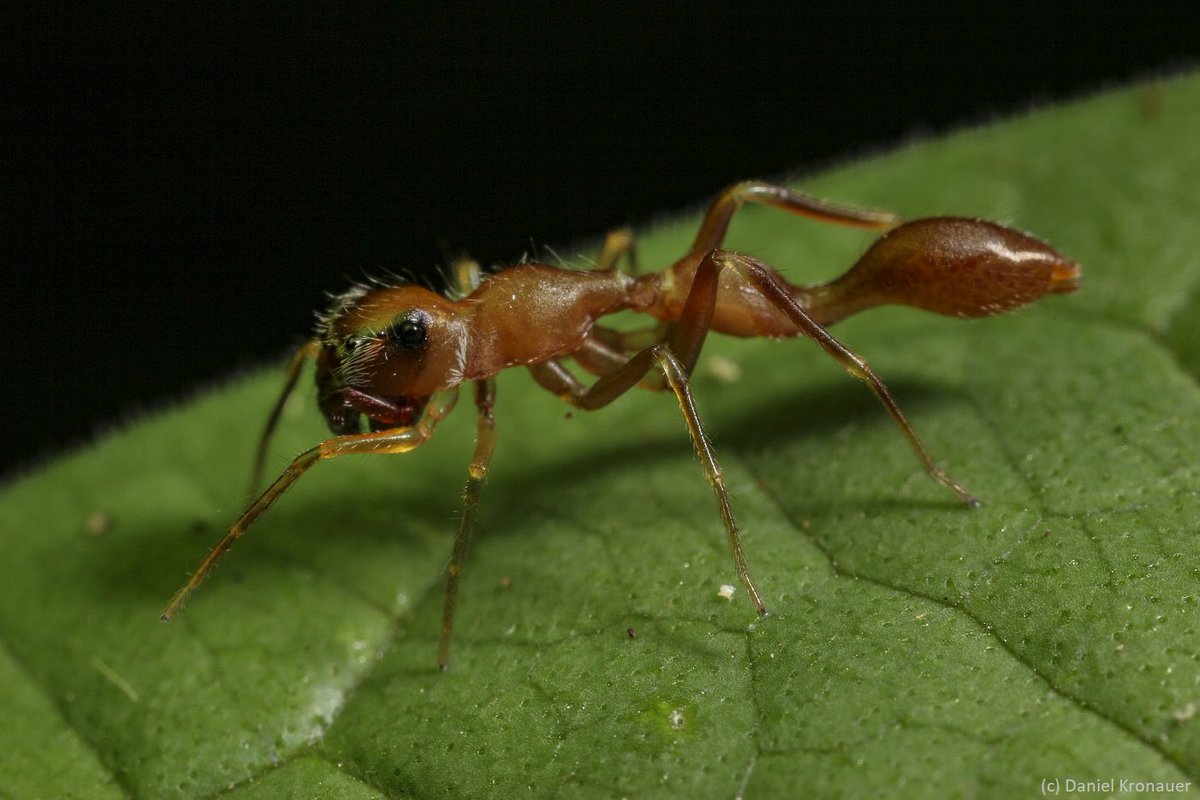 Daniel Kronauer tweet media