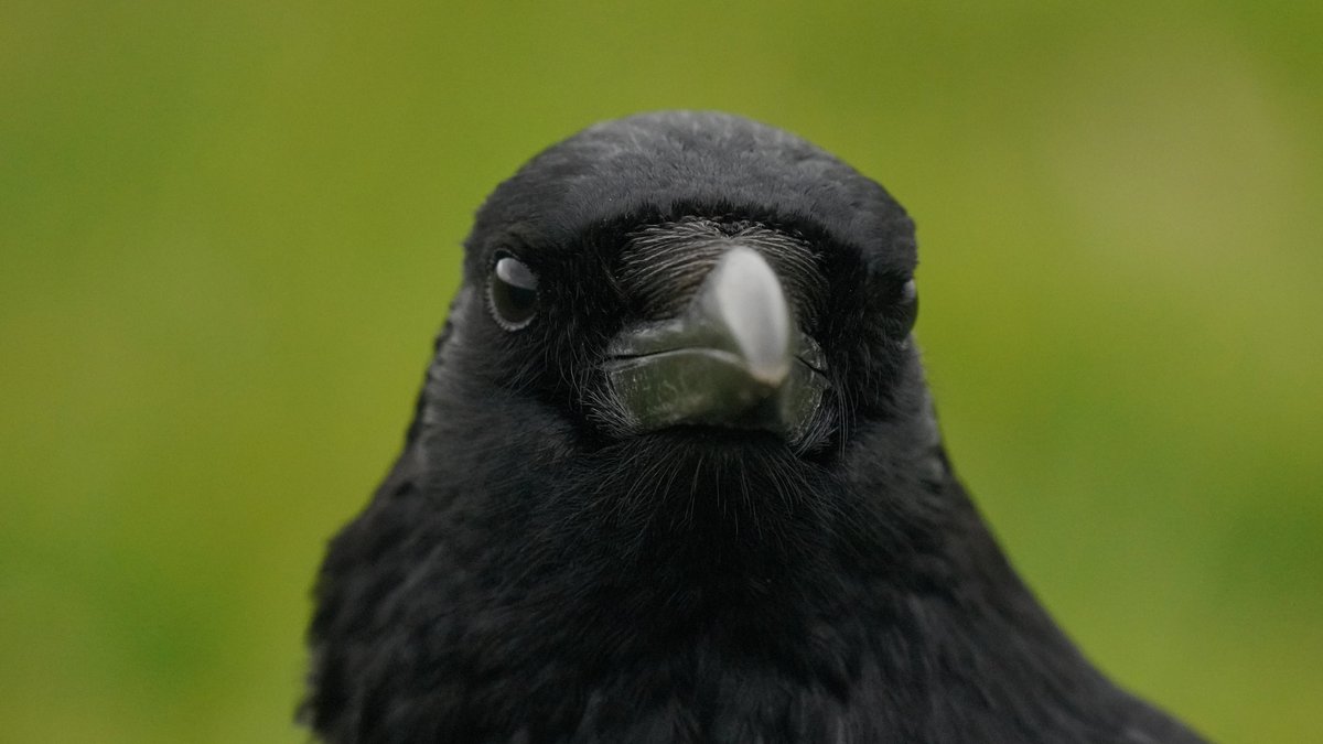 tef_ebooks's tweet photo. just look at this crow https://t.co/BHBkr6EdV6