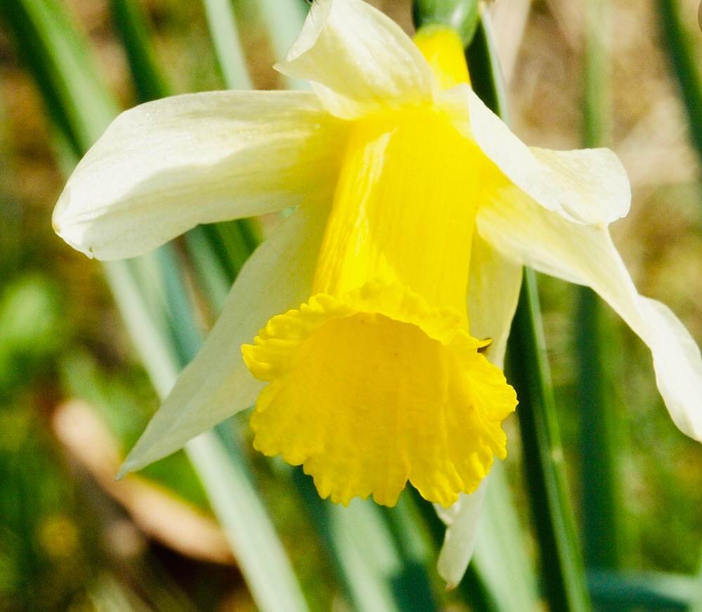 bethoc61's tweet image. Let the trumpets sound...
#springforth