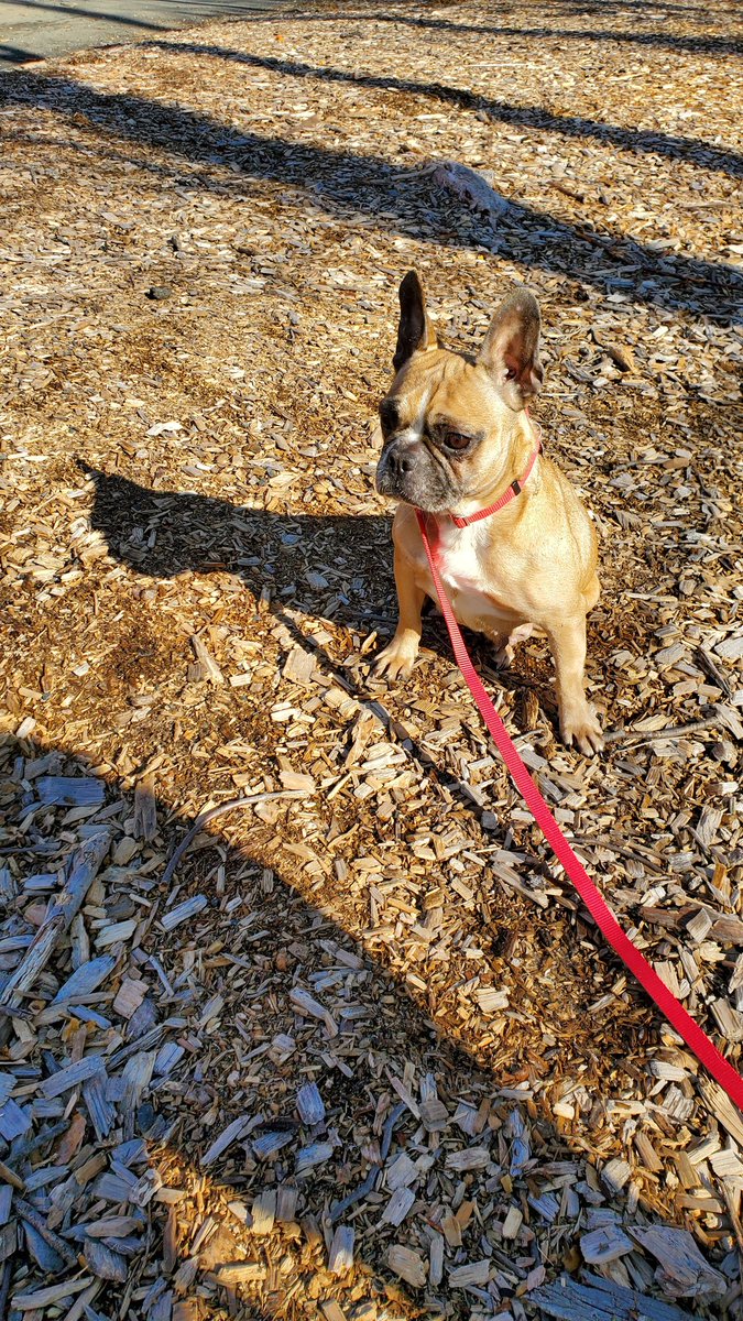 DogStarRescue's tweet image. New Arrivals at the Rescue!
#AdoptDontShop #RescueDogs #RESCUE #puppylove