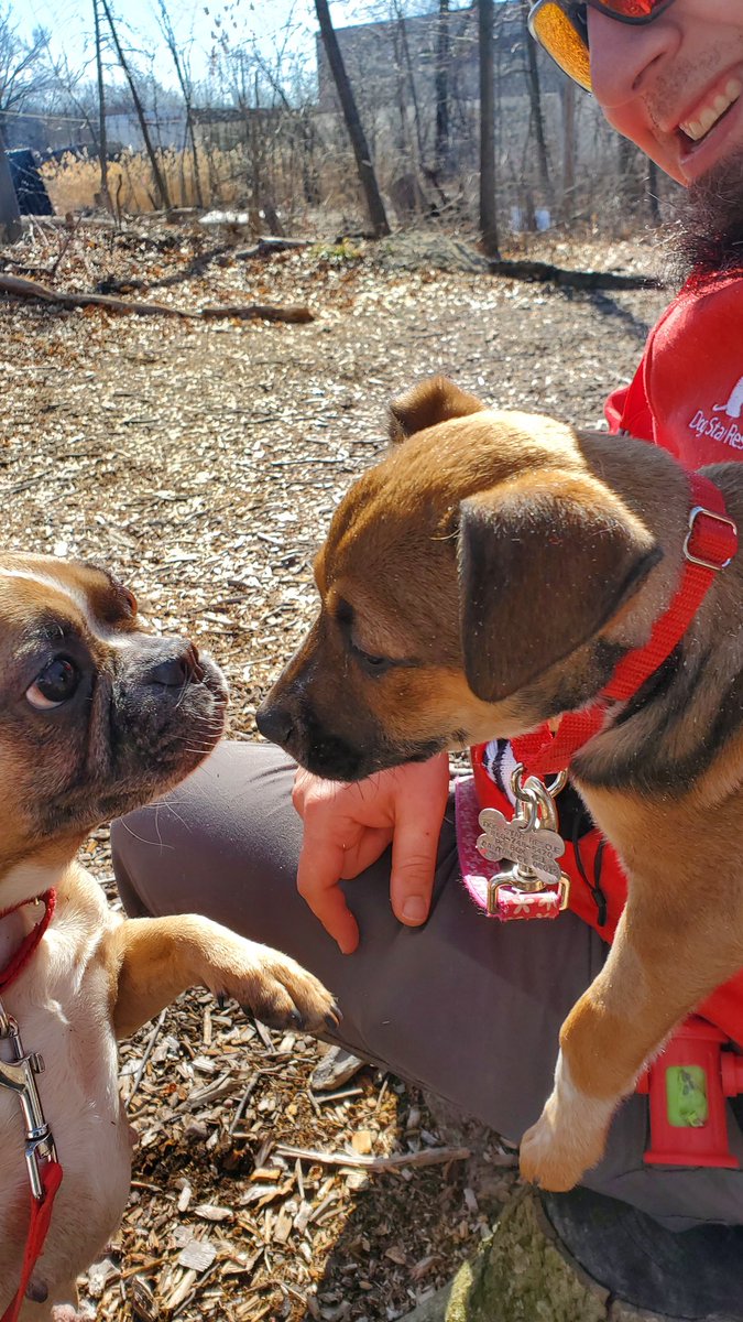 DogStarRescue's tweet image. New Arrivals at the Rescue!
#AdoptDontShop #RescueDogs #RESCUE #puppylove