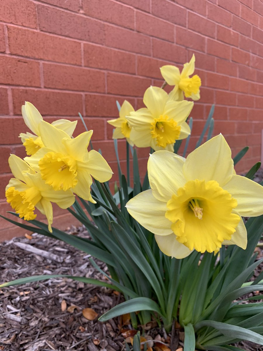 Happy Spring Y’all! 🌼