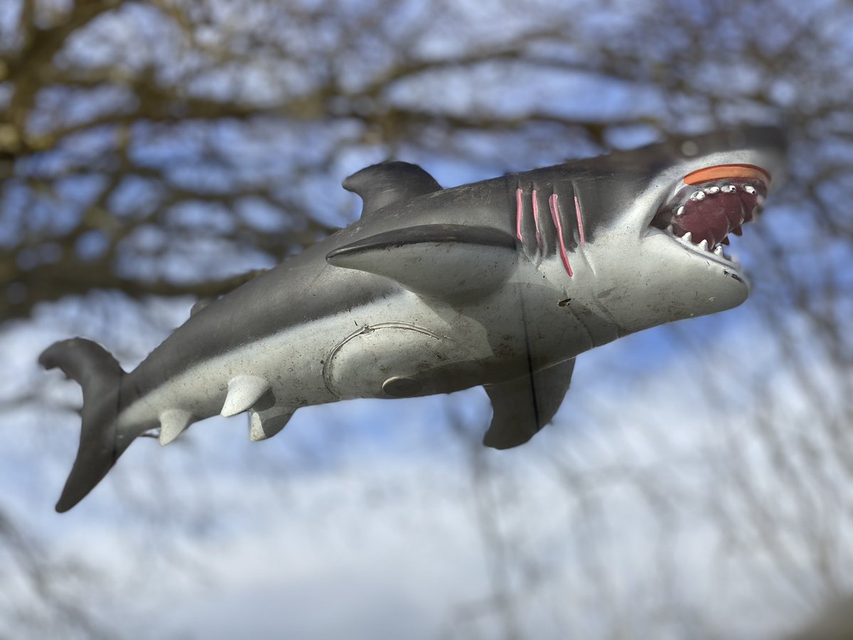 RonanCahill15's tweet photo. #flyingsharks this shark landed on my studio glass roof bit today. #DamienHirst but no formaldehyde was involved and no fish were killed. #contemporaryart #contemporarysharks https://t.co/owpKaNTpNM