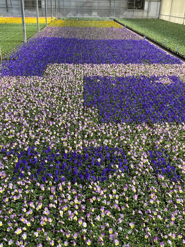 Dare I say it?!? Spring has sprung!!  Happy first day of spring - time to get out and buy your early spring annuals and perennials to brighten up your landscaping!