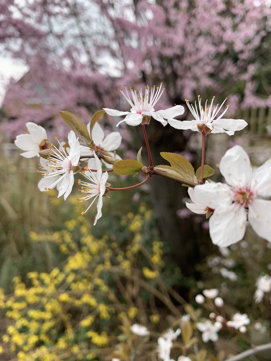 🌸🌸🌸🌸🌸🌸🌸🌸🌸🌸🌸🌸🌸🌸🌸🌸 officially the 1st day of spring! 😃 💚🐑 🐣 🐝

Show us your blossom and blooms! 😃 - don’t forget to add #HoEiBSpring2021 🙌🏻