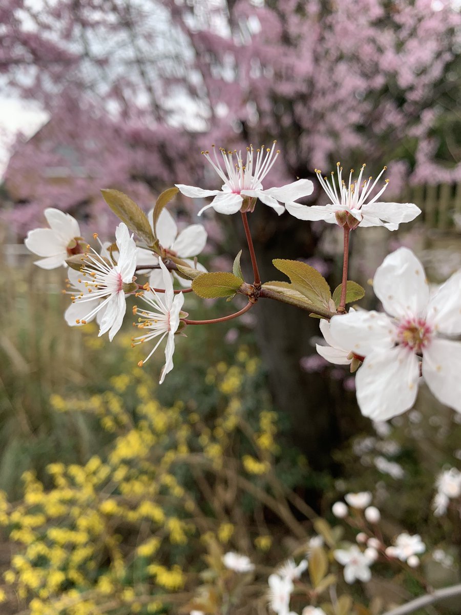 🌸🌸🌸🌸🌸🌸🌸🌸🌸🌸🌸🌸🌸🌸🌸🌸 officially the 1st day of spring! 😃 💚🐑 🐣 🐝 Show us your blossom and blooms! 😃 - don’t forget to add #HoEiBSpring2021 🙌🏻