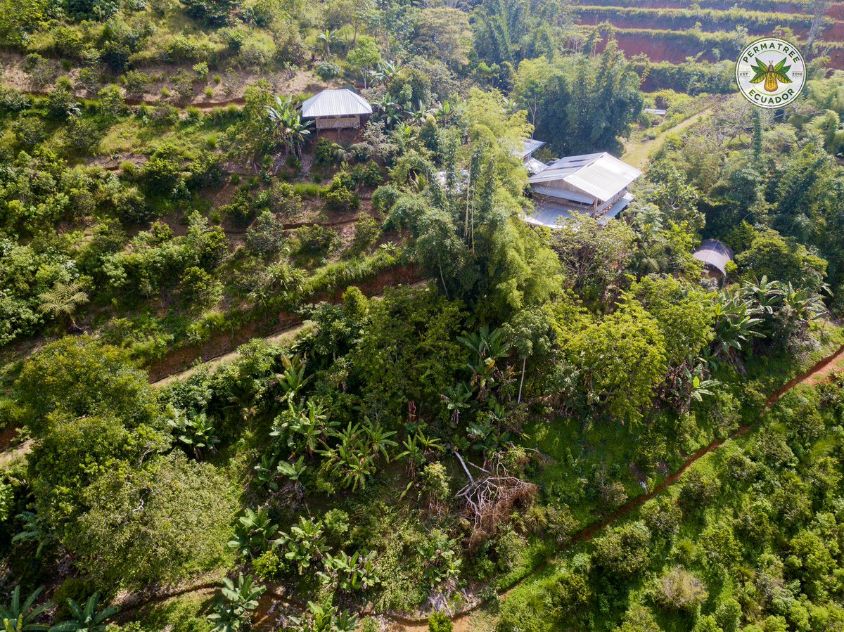 YantzaFarm's tweet photo. Another guava (pioneer tree) has fallen with the heavy tropical rain showers we have had the last weeks. This is going to be used to heat up ir Adobe oven to make fresh bread 🥖 #fincaYantza #permatree #ecuador #tropicalpermaculture #steephillfarm https://t.co/Rtm6sccfLZ
