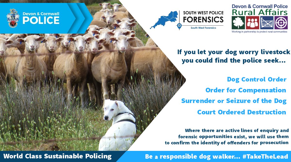 DCPoliceRural_D's tweet image. As our #LivestockWorrying awareness campaign continues, the team have been carrying out engagement in #MidDevon, as well as operationally providing local teams with specialist support &amp;amp; advice. If you're a dog waker, help end attacks on #livestock. #TakeTheLead
🐑+🐕=🙁 🐑+🦮=🙂