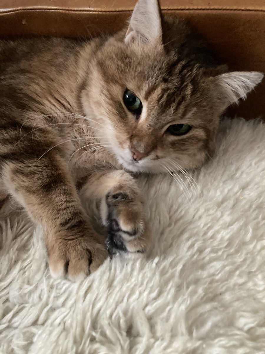 BrocalClara's tweet photo. @mariedebr @joulaye J’ai adopté mon chat dans l’association Owca ! J’en suis ravie, super contact avec les filles qui gèrent l’association, des conseils, du suivis, etc. Je ne peux que conseiller :) https://t.co/cgwIwFUprO