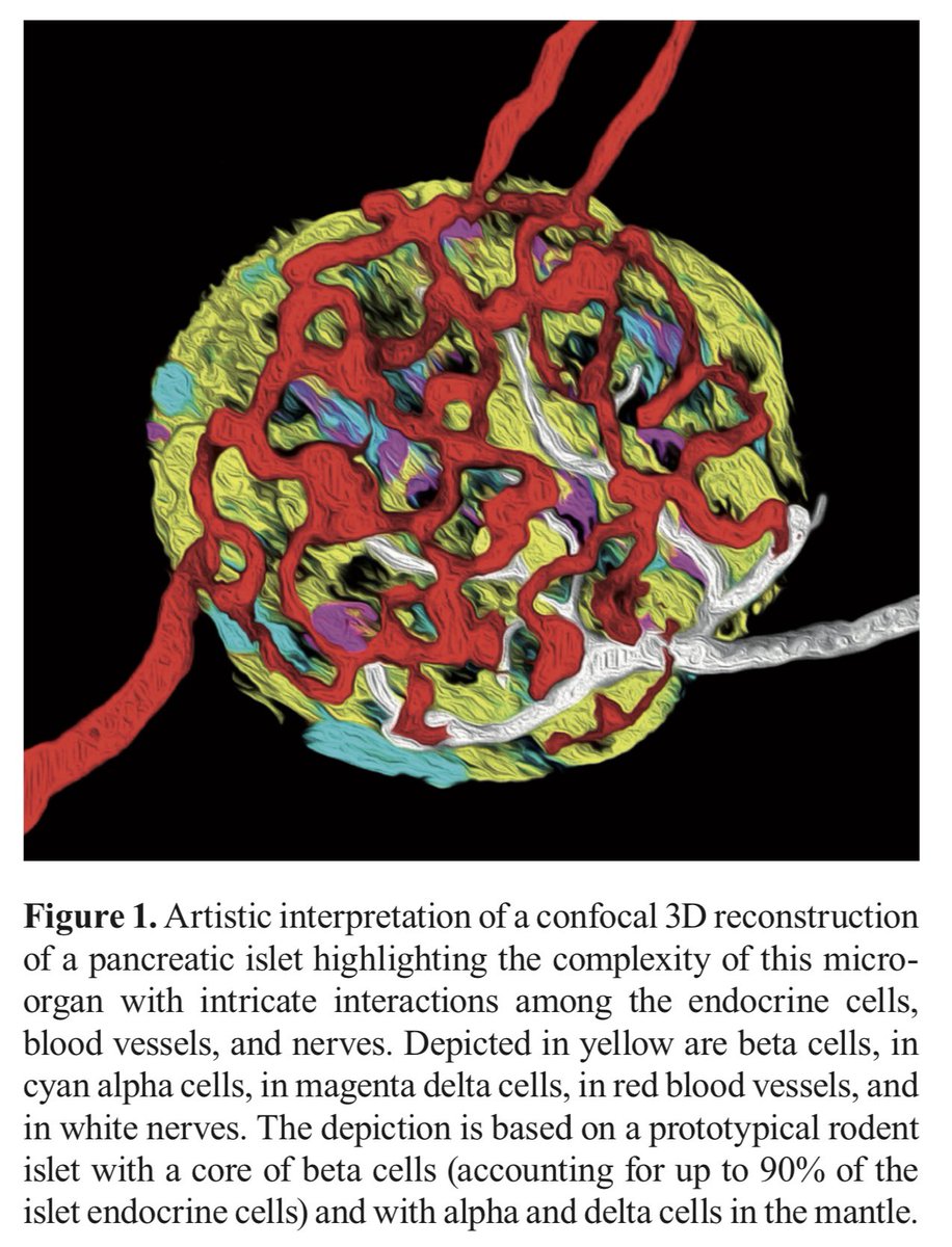 Each islet on its own constitutes a well-functioning entire organ and there is no reason that islet transplantation should be governed by rules and regulations other than organ transplantation

cellr4.org/wp-content/upl…

#FDA #transplant #islets #microorgans are not #cells