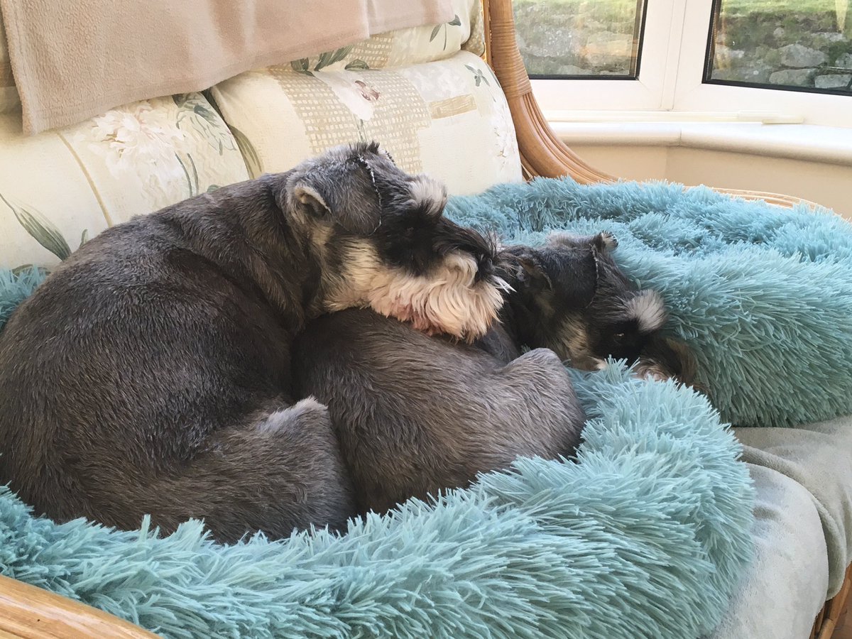 miaschnauzer's tweet photo. @bertie_lakeland The girls would like to say you are looking gorgeous in all your fluffiness and quite splendiforous! Kisses to you Bertie and hope Mum is feeling better love Dotti &amp; Daisy xxx https://t.co/mZwkdJNrid