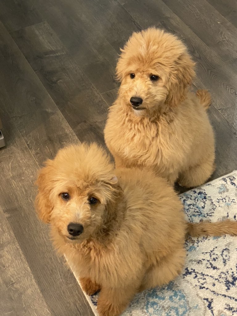 taylor__childs's tweet photo. My little fluff balls after their first groom 🥺❤️ https://t.co/1JBlrtI4T1