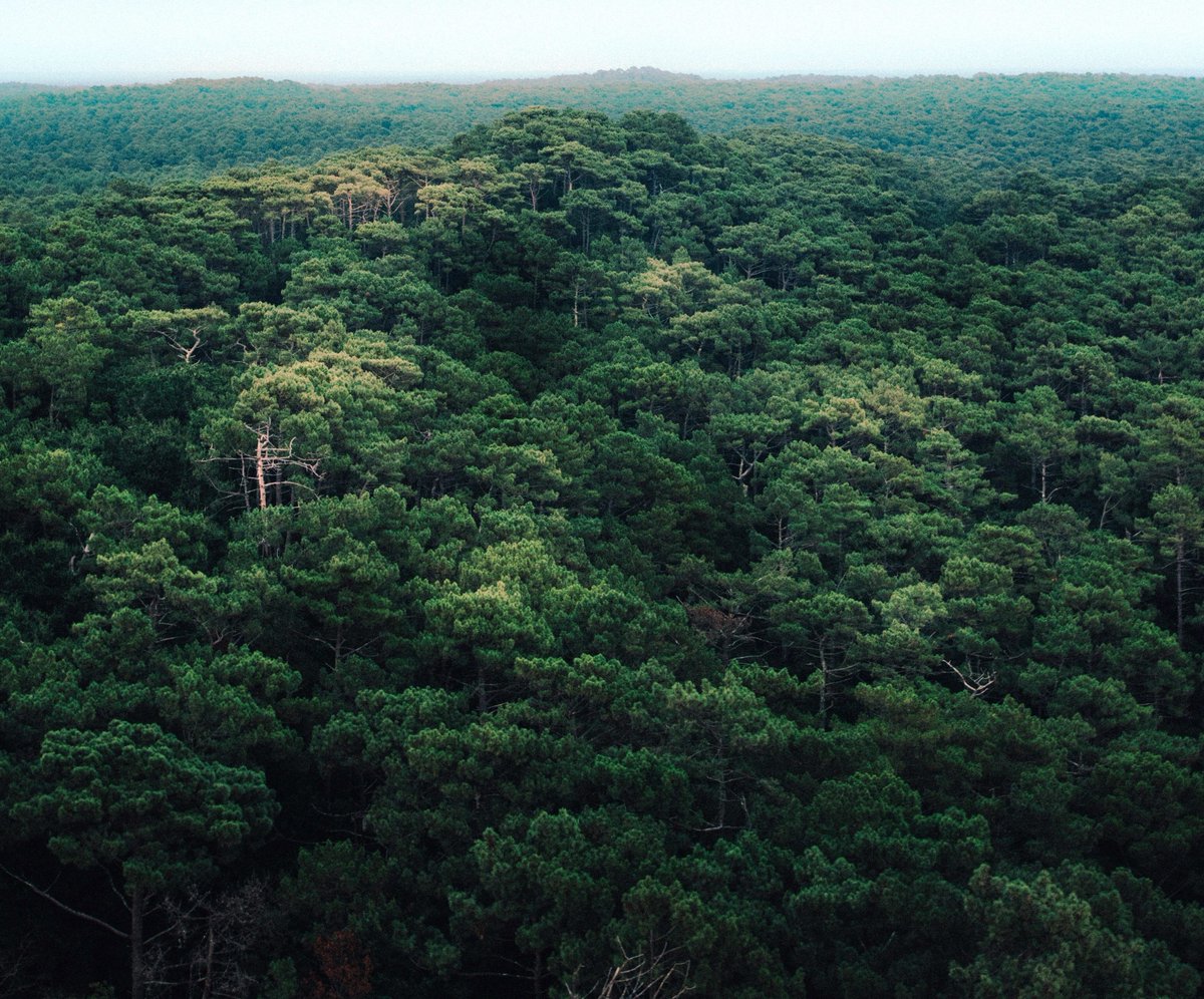 Celebrating #IntlForestDay on #WorldPoetryDay 💚 

Animals &amp; trees, 
I've got lots of these,
If you keep cutting us down,
We will no longer be around, 
Providing the oxygen you need, 
And other animals feed,
Today is our day, 
Do what you can #ForNature every day.