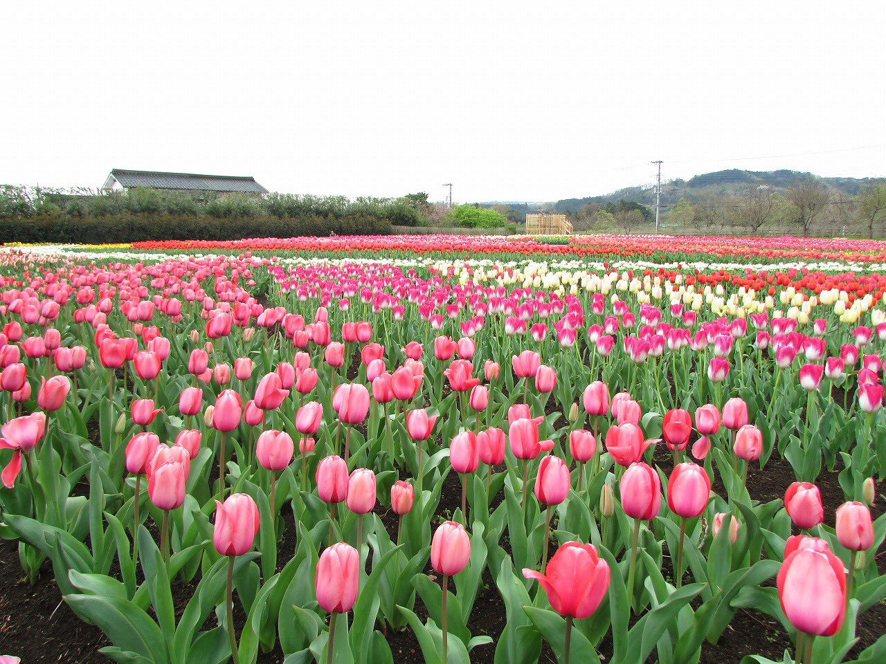 秦野戸川公園 21 3 21 10 15 気温13 雨 今年チューリップフェアは中止ですが 咲き終わったチューリップ の球根掘り取り隊の募集は致します 但し 今年は往復はがきによる事前申込制となります チューリップ農園の写真は去年のものです 秦野戸川公園