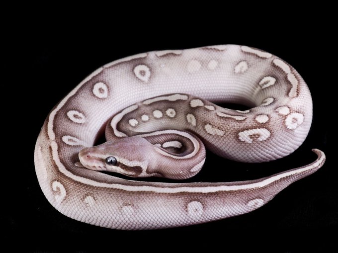 𝐊𝐑𝐁 さん がハッシュタグ ボールパイソン をつけたツイート一覧 1 Whotwi グラフィカルtwitter分析