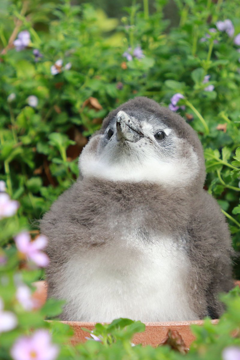 富士花鳥園を含むツイート ついふぁん