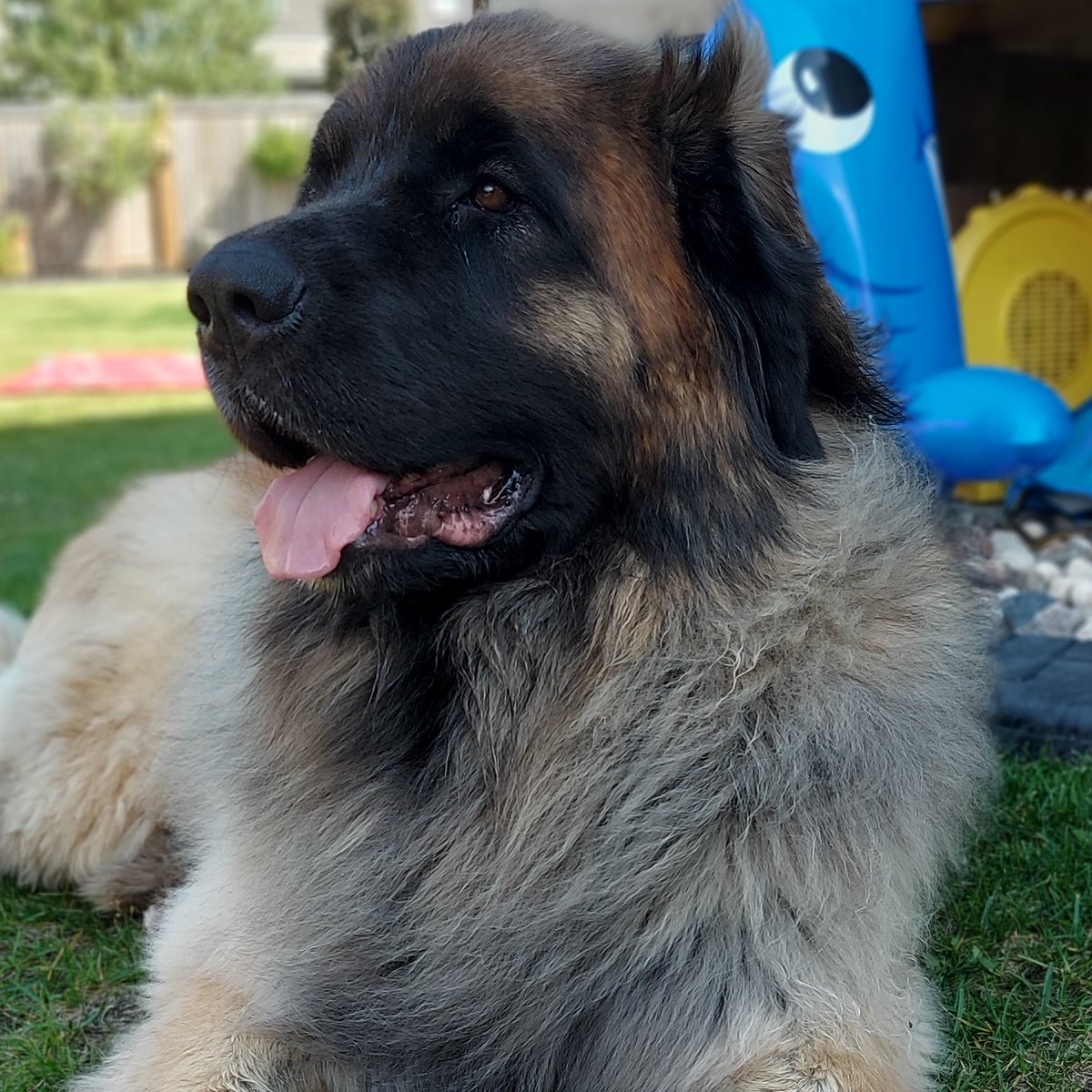 LeonbergerMax's tweet photo. Looking Forward to Sunny Days we can smell them around the corner!!!
🥰🐻😍
#leonberger #Fluffy #dogsoftwitter #dog #dogs https://t.co/TudfuqyUBn