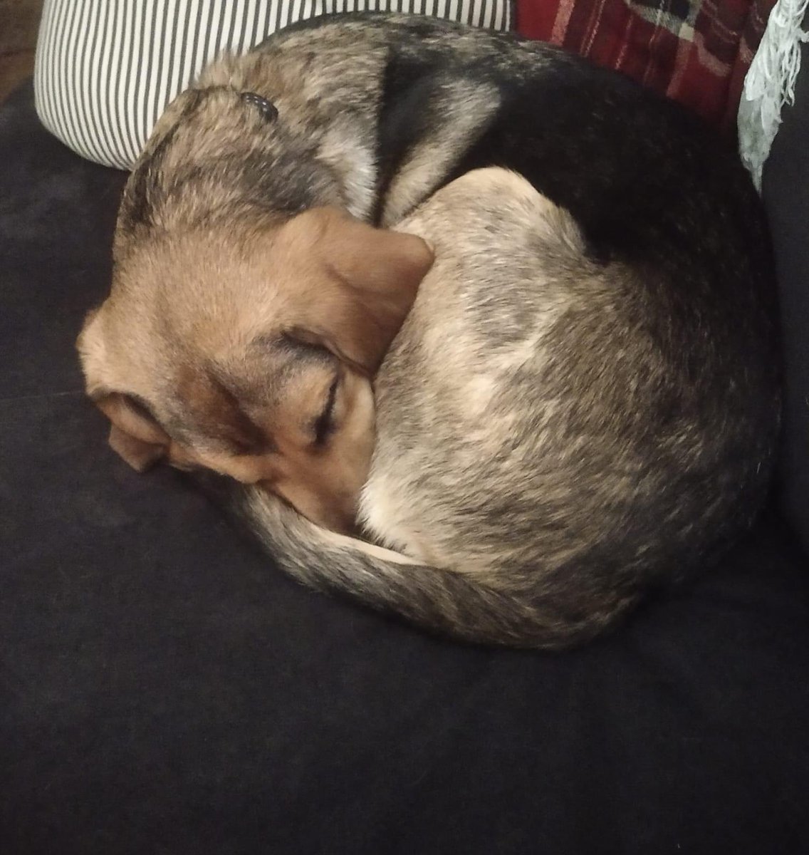 DefundBergman's tweet photo. #AnimalsForAccountability! #DogsForDemocracy! Archie says “Good Night Team 😴.” He can sleep soundly knowing all 420 of you are fighting for democracy. 🔥💪
The first day of spring sunshine has tuckered us out. But we rest well knowing that together we will #DefundBergman ❤️ https://t.co/UirXfbeZ9k