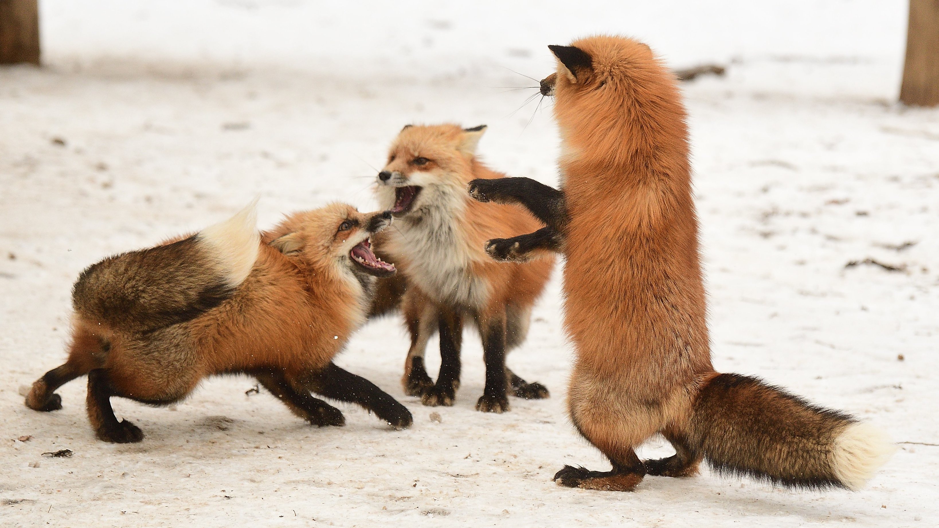 きつね - Search / X