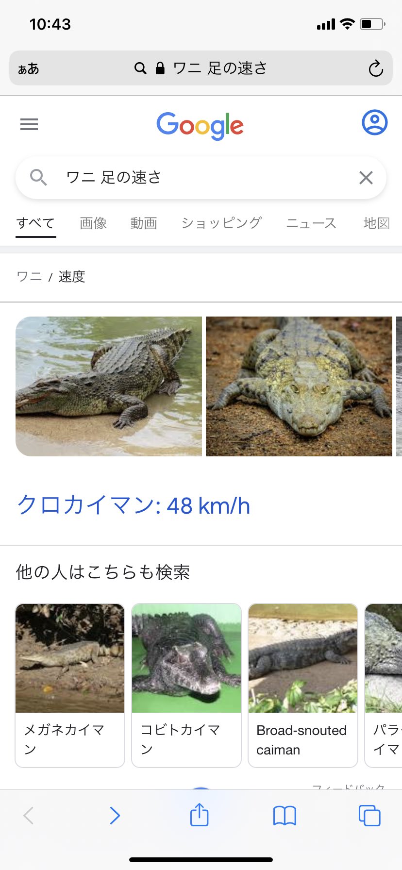 水星の一葉 爬虫類って動き遅いイメージとかあるけど ワニはデフォルトで早いヤツが多いしパンケーキガメはクッソ早いしブラックマンバに至っては現地で馬より早いって言われるくらい足が速いぞ ブラックマンバ足ないけどな つーかクロカイマンガチで