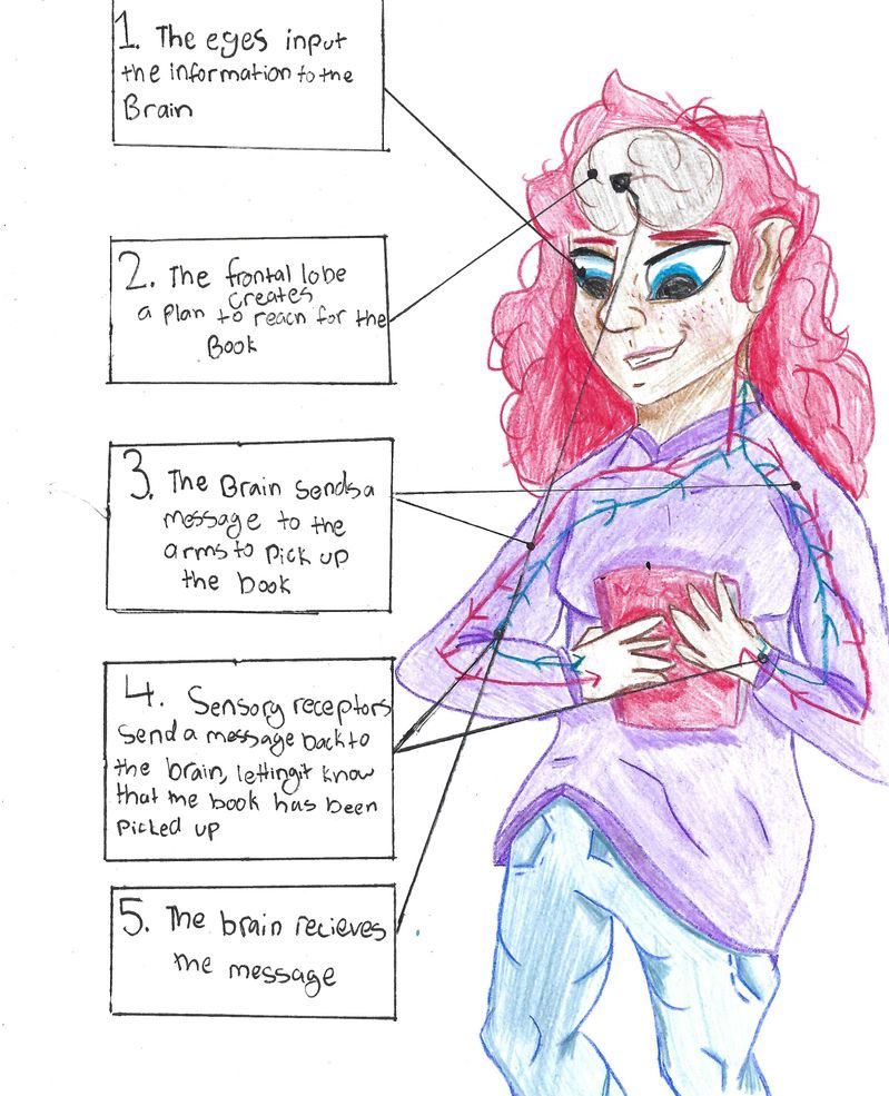 The 6th-8th graders did an incredible job with their NeuroArt Competition submissions! We can’t wait to meet the finalists tomorrow at the <a href="/scyna_uci/">scyna🧠</a> symposium! #brainart #neuroscience #stemeducation #BrainAwarenessWeek