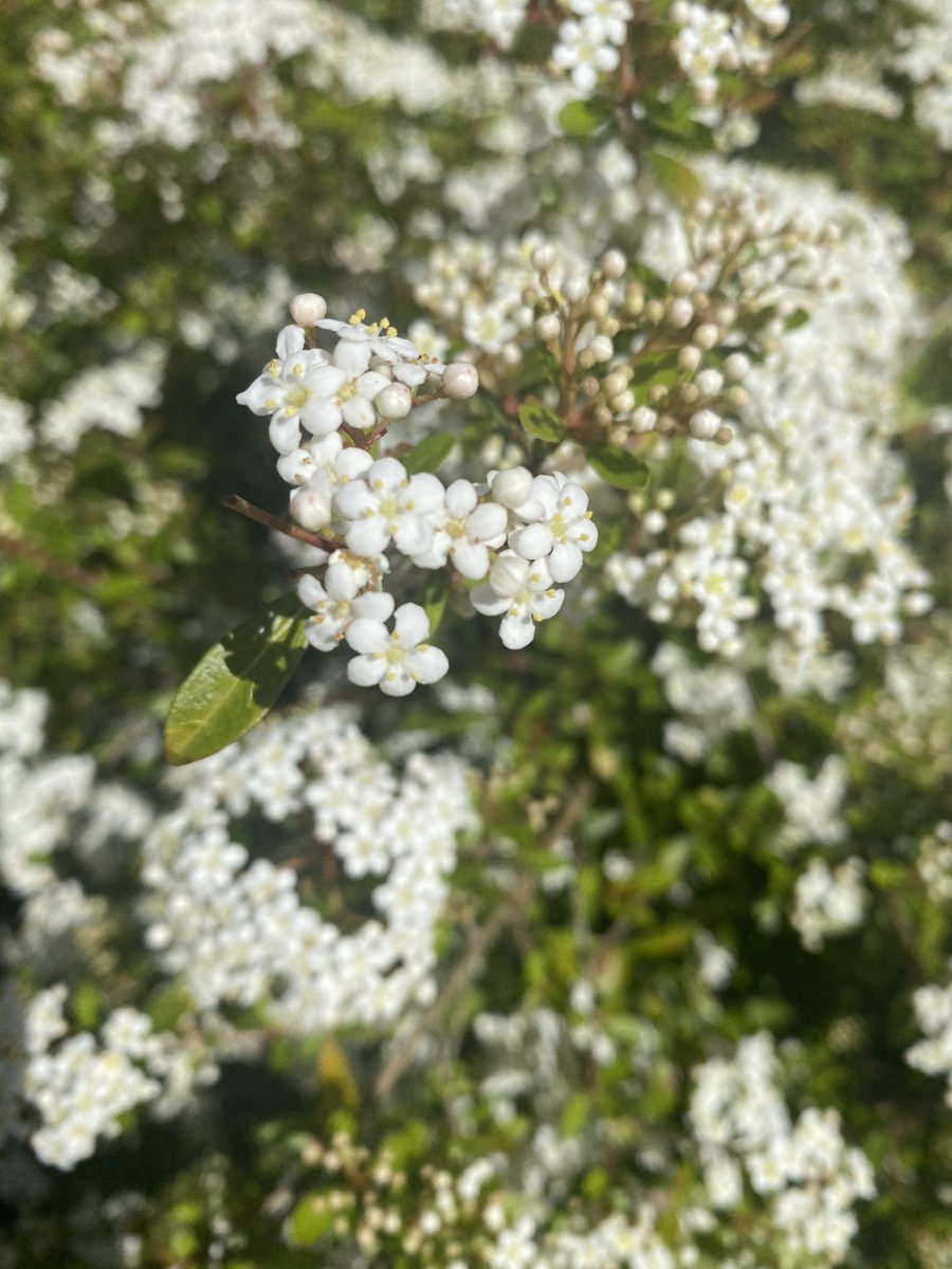 2FishesStudio's tweet photo. #WelcomeSpring #spring20 #Flowers #photography #photooftheday #Alabama #opelika #followme https://t.co/rrCte8ToeE
