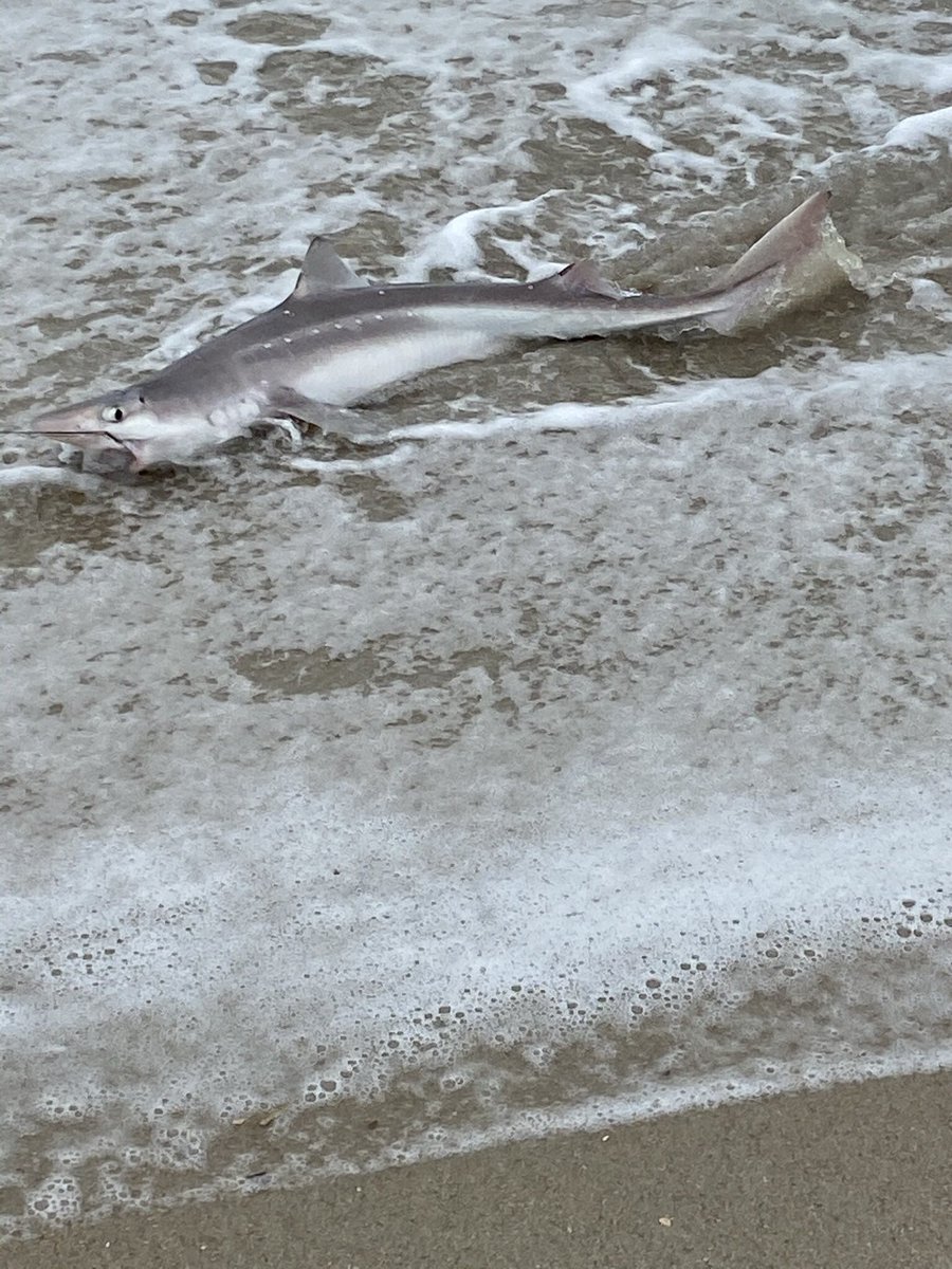 McCafferty Lab tweet media