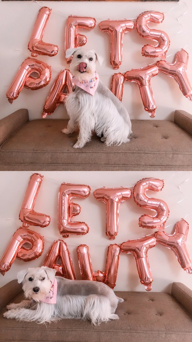 It was my 2nd birthday this week! ✨💘 #SchnauzerGang #Birthday