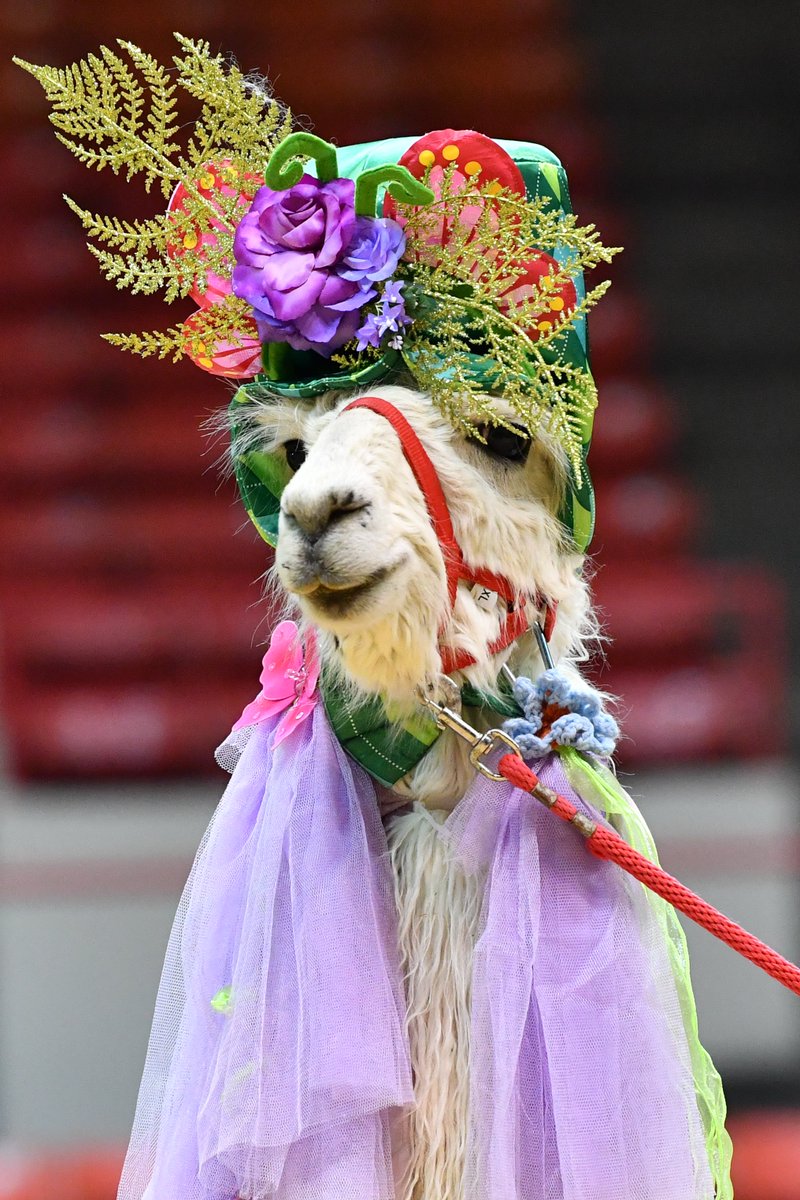 RODEOHOUSTON's tweet photo. Thank you to all who participated in our private Llama and Alpaca Show! Check out these costumes, y'all!😁 https://t.co/FfZMadvkEf