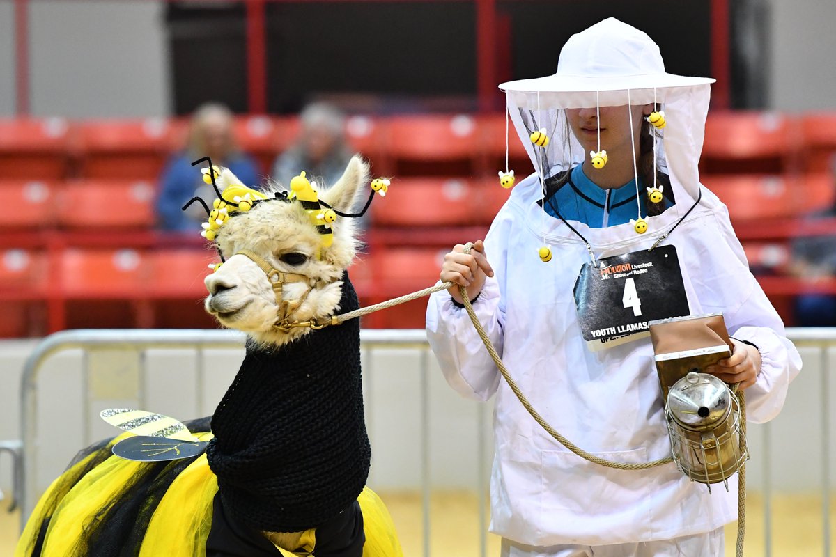 RODEOHOUSTON's tweet photo. Thank you to all who participated in our private Llama and Alpaca Show! Check out these costumes, y'all!😁 https://t.co/FfZMadvkEf