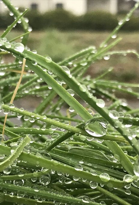 雨 高画質 のtwitterイラスト検索結果