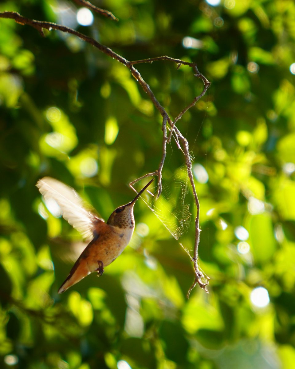 MatthewDaddario's tweet photo. Here is the same hummingbird doing something interesting. It was either stealing little bugs from this spiderweb, or drinking the drops of water that collected at nodes on the web. Apparently they can sometimes get caught also, which is bad news for the bird and spider. https://t.co/7TRF7mwcDH