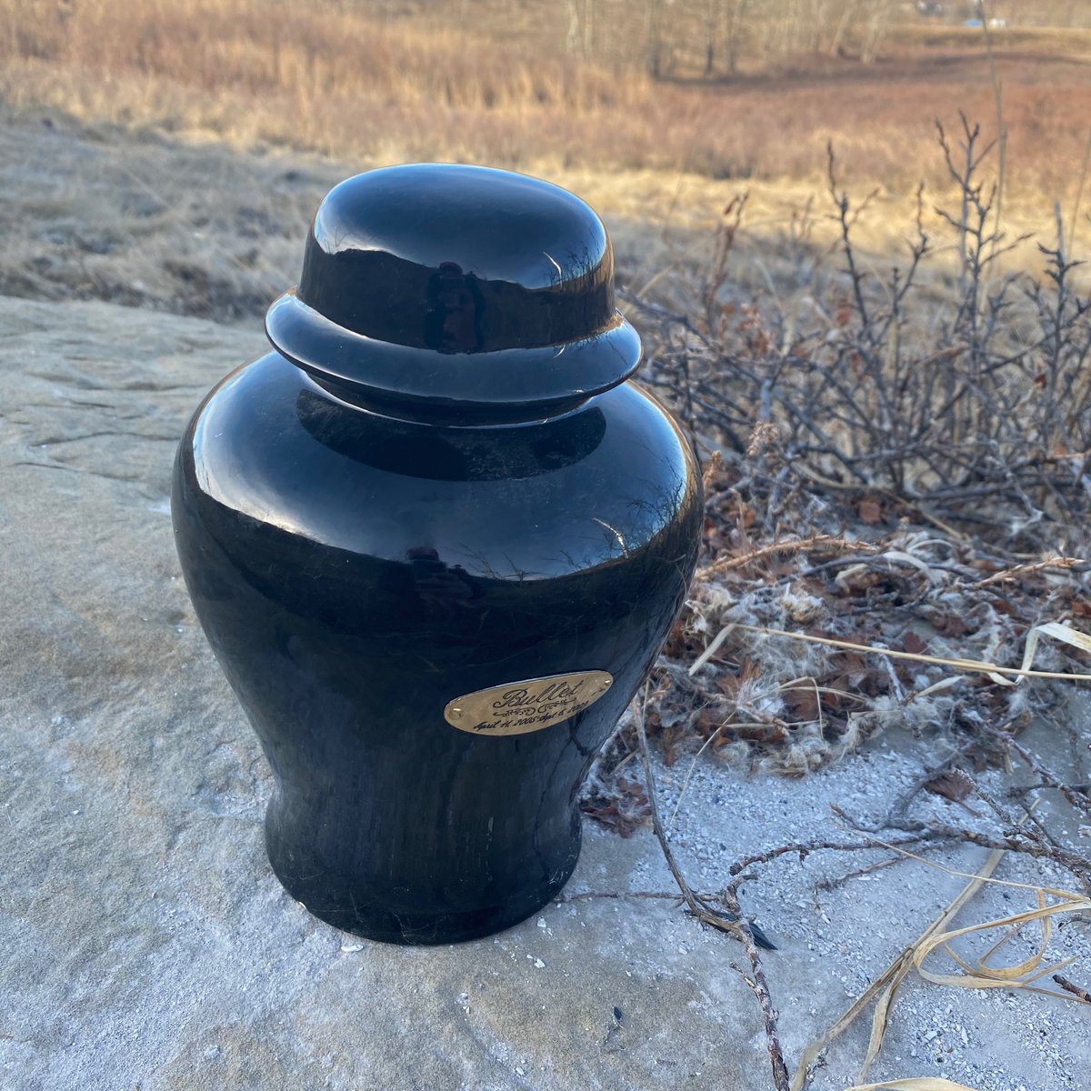The7thTerrace's tweet photo. Poor Bullet escaped their final resting place over the winter. #ThingsFoundRunning https://t.co/1EMqkCQpDC