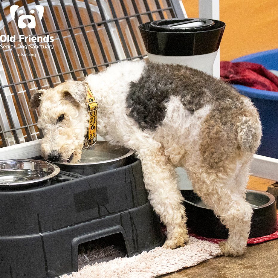oldfriendssds's tweet photo. Tyler has a unique way of sleeping.........and drinking!
#ofsds #ofsdstyler #seniordogs #sleepliketyler #drinkliketyler #ofsdsdinnertime https://t.co/dpAoWtXoBo