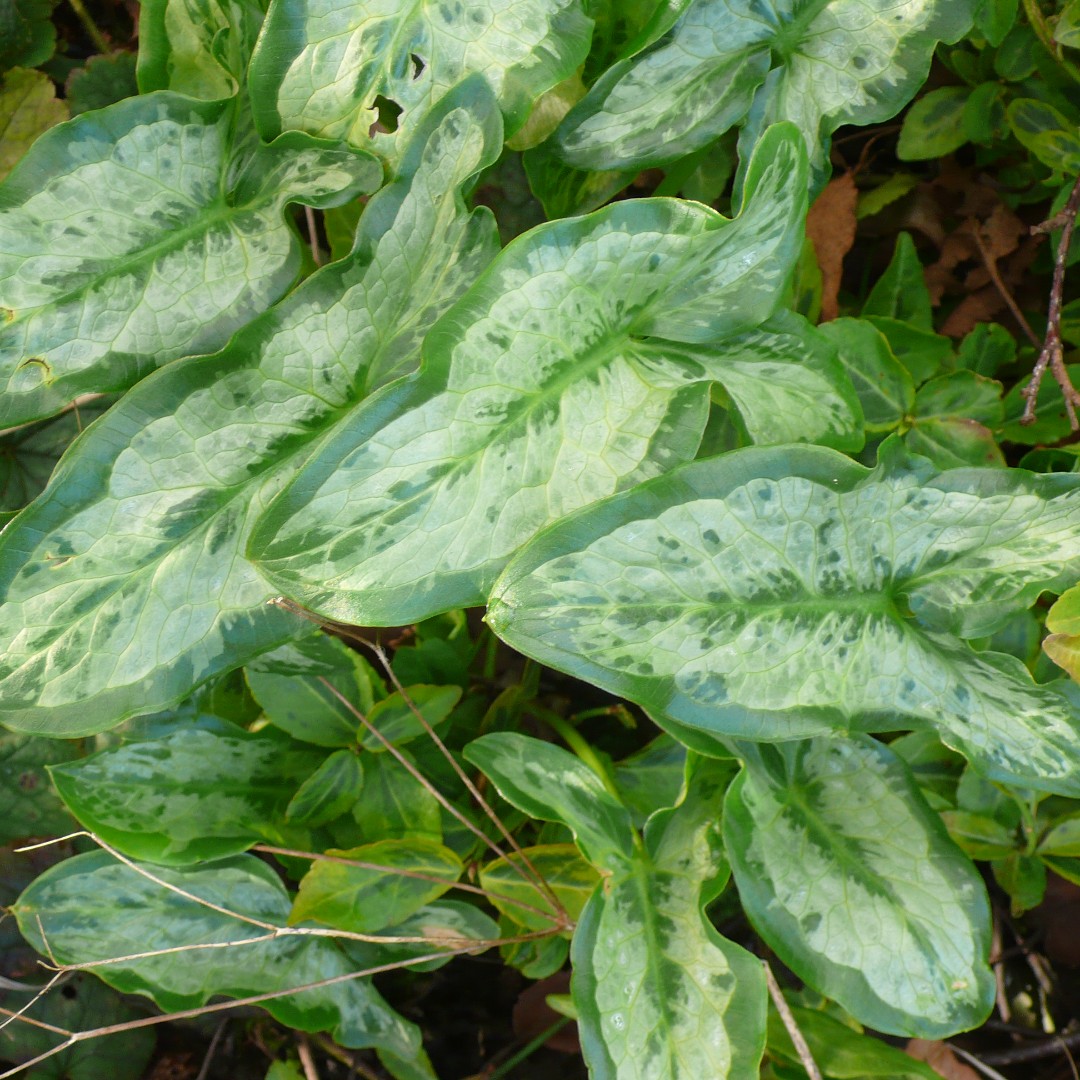 SLGardens's tweet photo. Arum 'Chameleon' the middle of each leaf is much whiter than the usual arums, love them as the foliage is wonderful all winter and then disappears leaving room for something else to grow
#winterfoliage #britishnative #wildflowers #winter #spring #shadeplants #yorkshiregardens https://t.co/PWoqiC3taV
