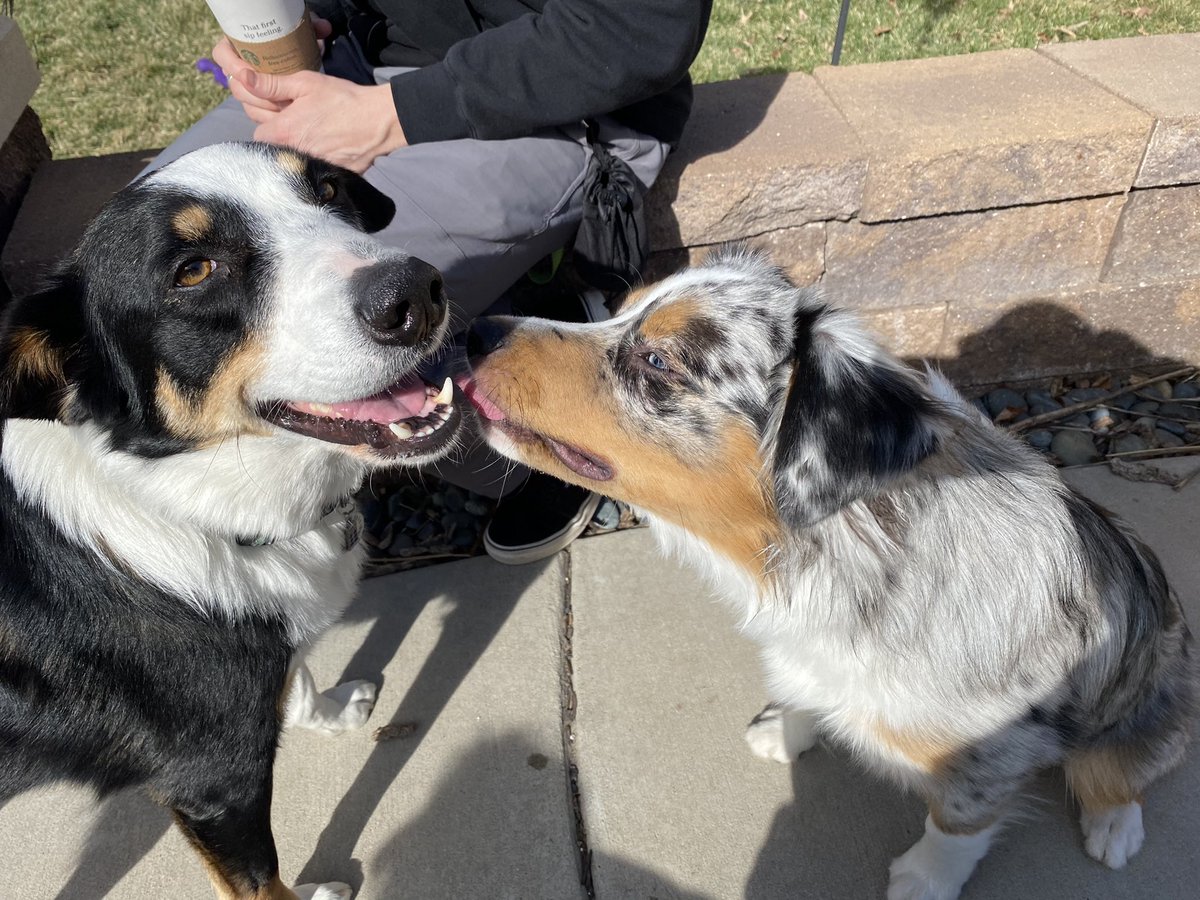 rdennisjr's tweet photo. Study break with neighbors. Dog kisses and everything! #beautifulspringday https://t.co/zCV40hfDyJ