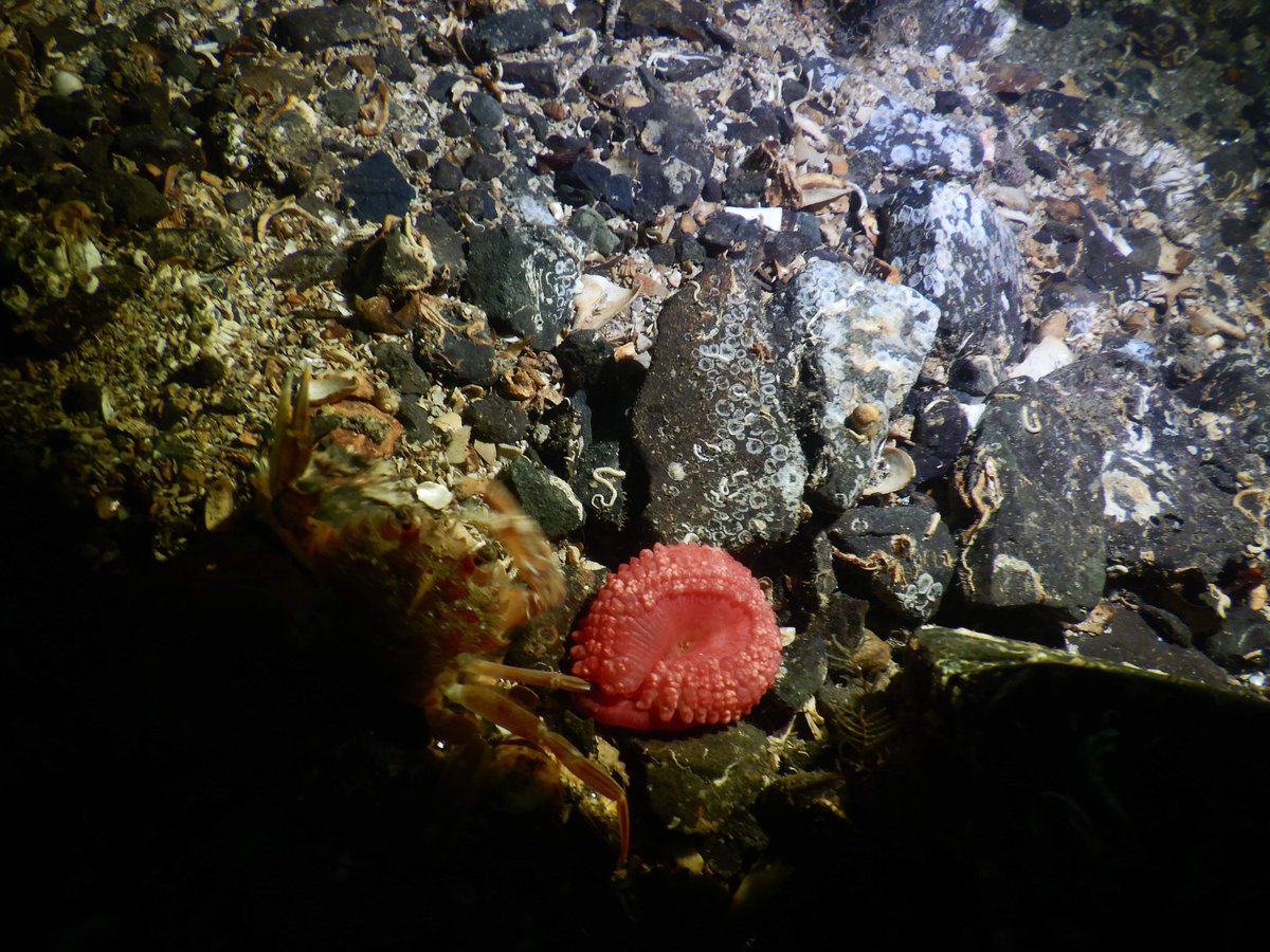 Catriona Hoon 💦🐟🐚 tweet media