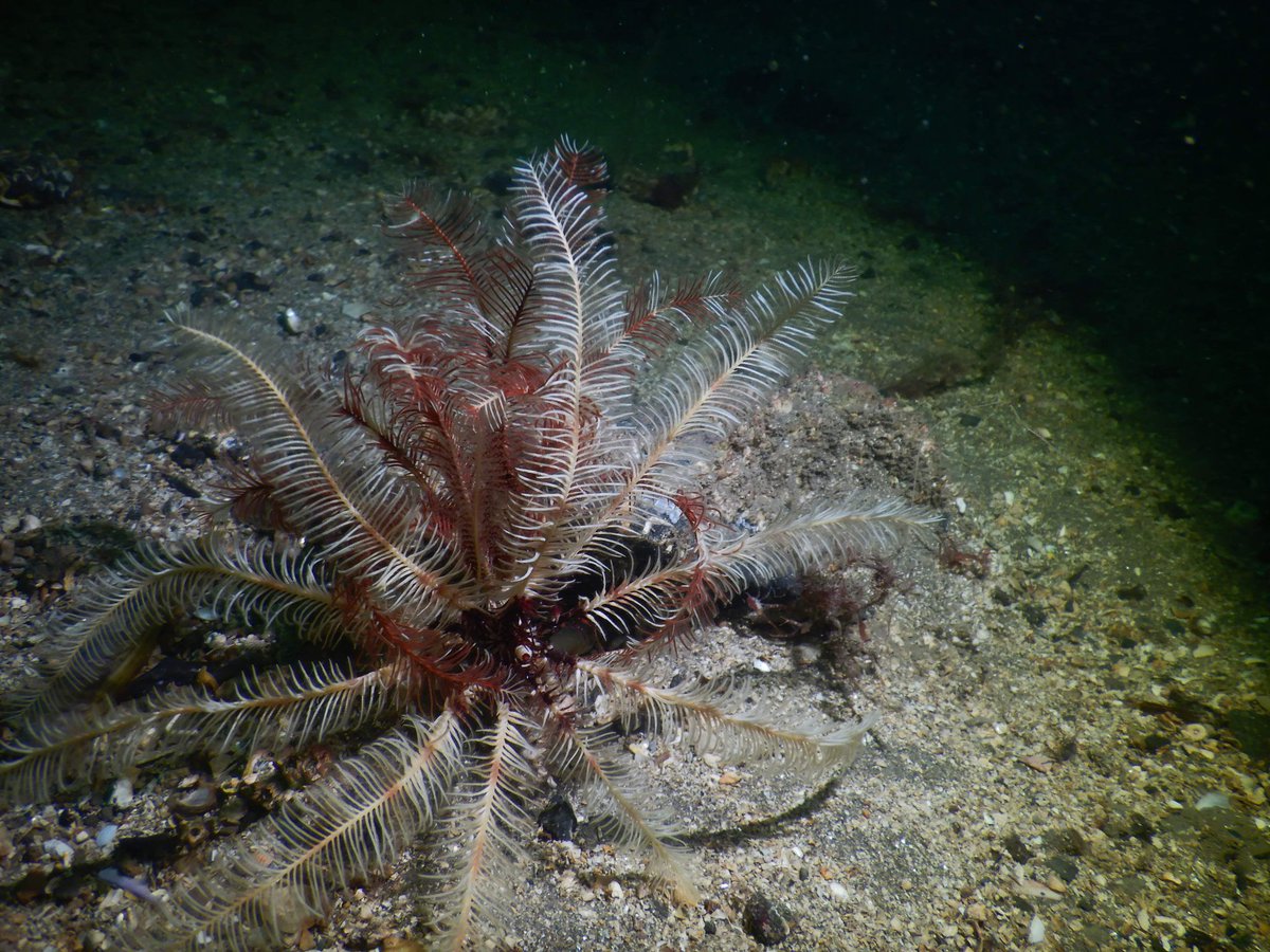 Catriona Hoon 💦🐟🐚 tweet media