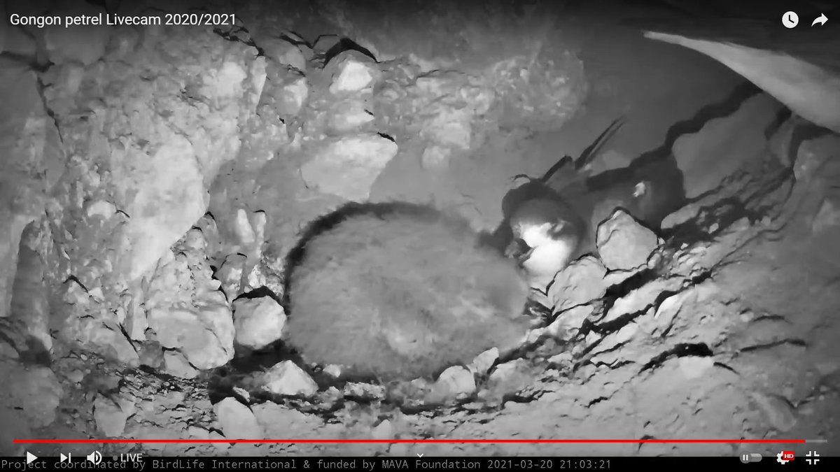 Teresa Militão (@temilitao) on Twitter photo Today is the lucky day of the chick, both parents came to feed it. The first one arrived at 20:28 and at 21:01 both adults were at nest. Check it out! youtube.com/channel/UCni5h… <a href="/projecto_vito/">Associação Projecto Vitó</a> <a href="/SeabirdEcology/">Seabird Ecology Lab</a> <a href="/BirdLifeMarine/">BirdLife Marine</a> @MavaFdn <a href="/SeabirdProject/">Cape Verde Seabird Project</a> <a href="/mariona_sarda/">Mariona Sardà Serra</a> <a href="/NaditoBarbosa/">Nadito Barbosa</a> Today is the lucky day of the chick, both parents came to feed it. The first one arrived at 20:28 and at 21:01 both adults were at nest. Check it out! youtube.com/channel/UCni5h… <a href="/projecto_vito/">Associação Projecto Vitó</a> <a href="/SeabirdEcology/">Seabird Ecology Lab</a> <a href="/BirdLifeMarine/">BirdLife Marine</a> @MavaFdn <a href="/SeabirdProject/">Cape Verde Seabird Project</a> <a href="/mariona_sarda/">Mariona Sardà Serra</a> <a href="/NaditoBarbosa/">Nadito Barbosa</a>