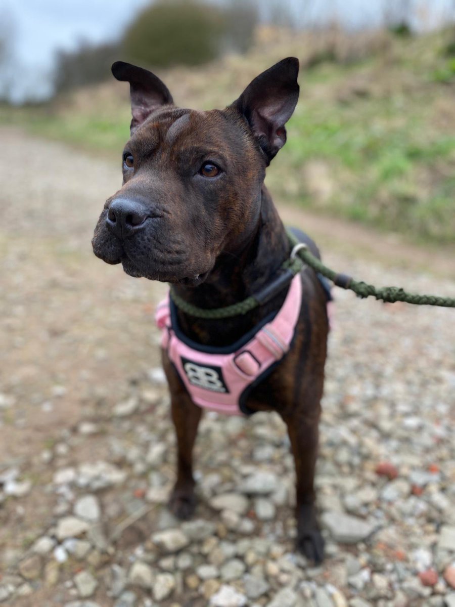 sharpullcoco's tweet photo. So i did a go out this week for some training because i bark at other dogs it wasnt @GraemeDogfather that took me which made me sad but it was my lovely friend Lou which made it ok. Anyway she took some pics whilst out and my mum finks they is bootiful :) and i behaved!! https://t.co/BqbSaAMMWU