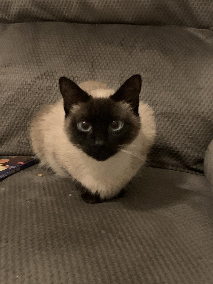 TracyLynn421's tweet photo. Meet Fiona! @GHardstark I almost named her Priscilla 🐾💕🍪 https://t.co/7Y8G1kX2v6